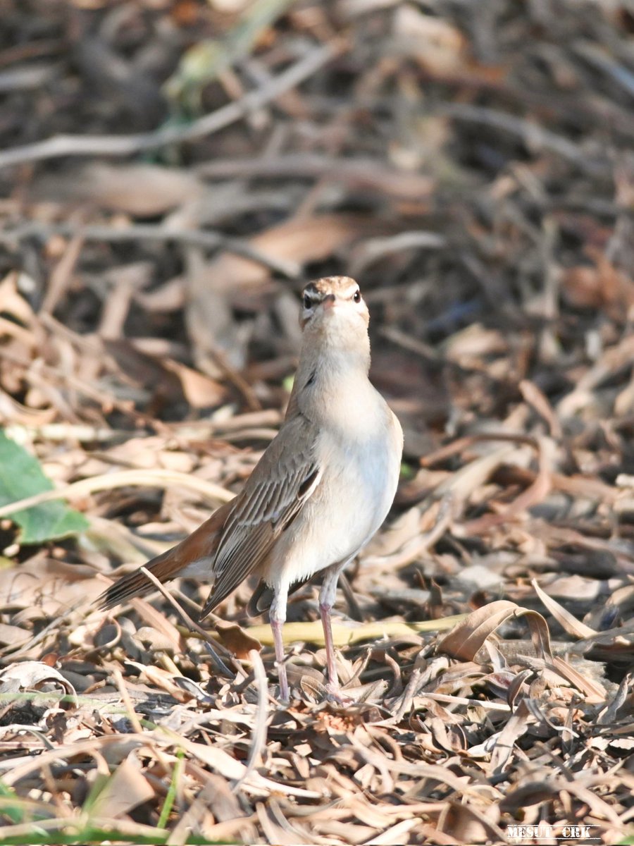 Rufous-tailed scrub robin - Cercotrichas galactotes - Çalı bülbülü

#BirdsSeenIn2023
#birdwatching #birds #birding #birdphotography #BirdsOfTwitter #naturelovers #GardenersWorld #NaturePhotography #NatureBeauty #Nature #naturewives #wildlifephotography #nikonphotography #hangitür