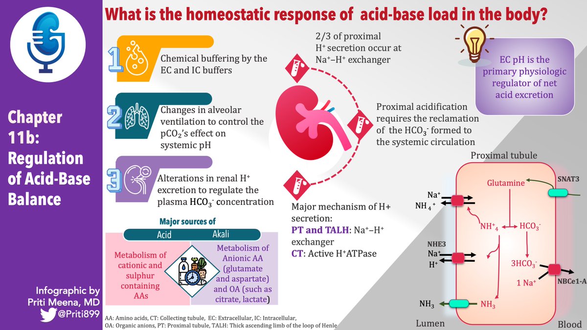New visual abstracts for Chapter 11b by @DTomacruzMD and @priti899. Enjoy
