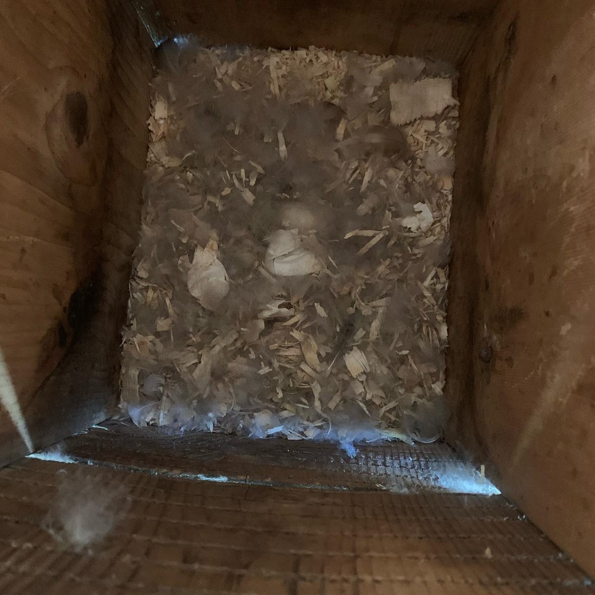 czarofbar's tweet image. Sunday was the final dozen boxes with a mom who wanted to expose this project to her daughters who all had an incredibly informative day of learning! #pittwaterfowlers #woodducks #nestingboxes