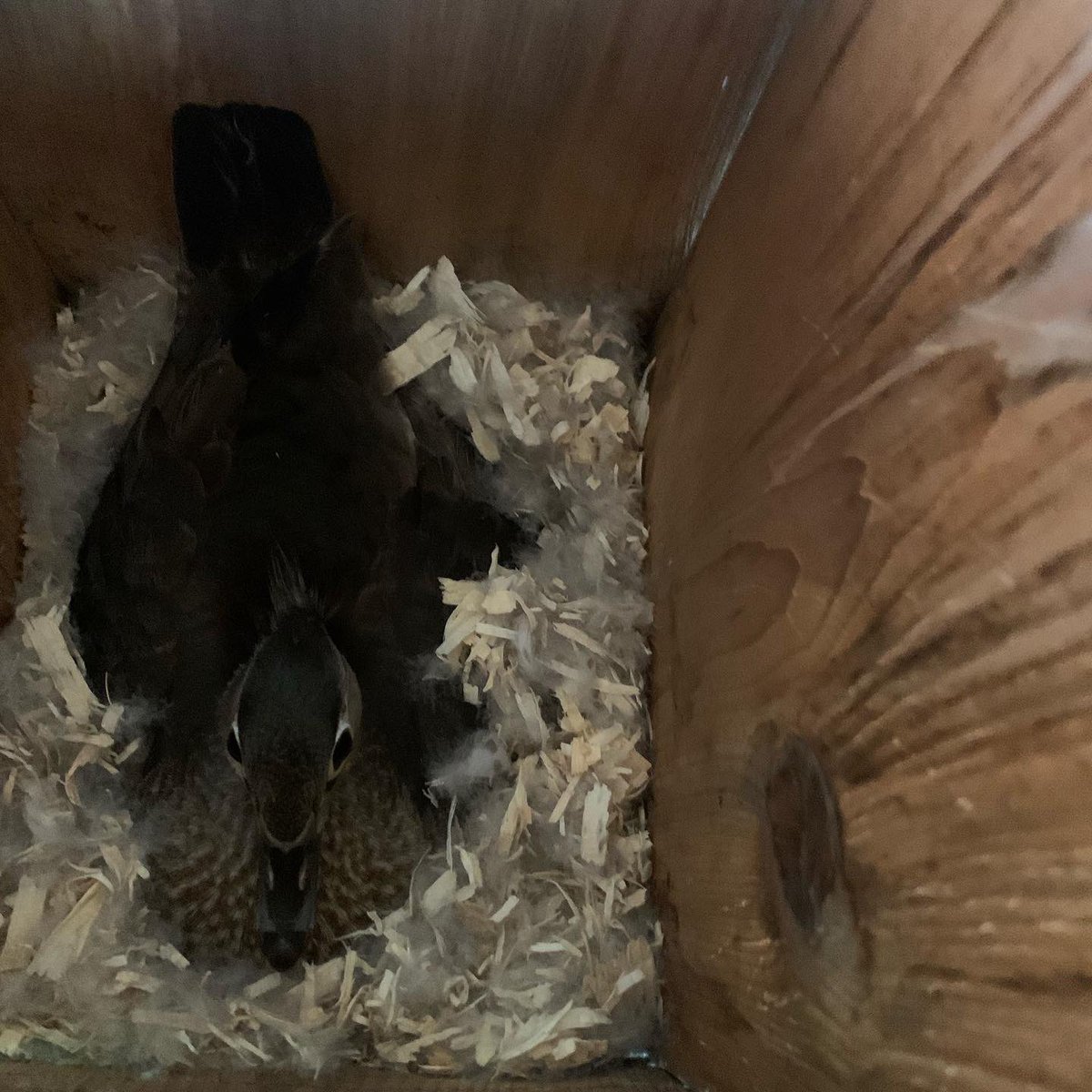 czarofbar's tweet image. Sunday was the final dozen boxes with a mom who wanted to expose this project to her daughters who all had an incredibly informative day of learning! #pittwaterfowlers #woodducks #nestingboxes