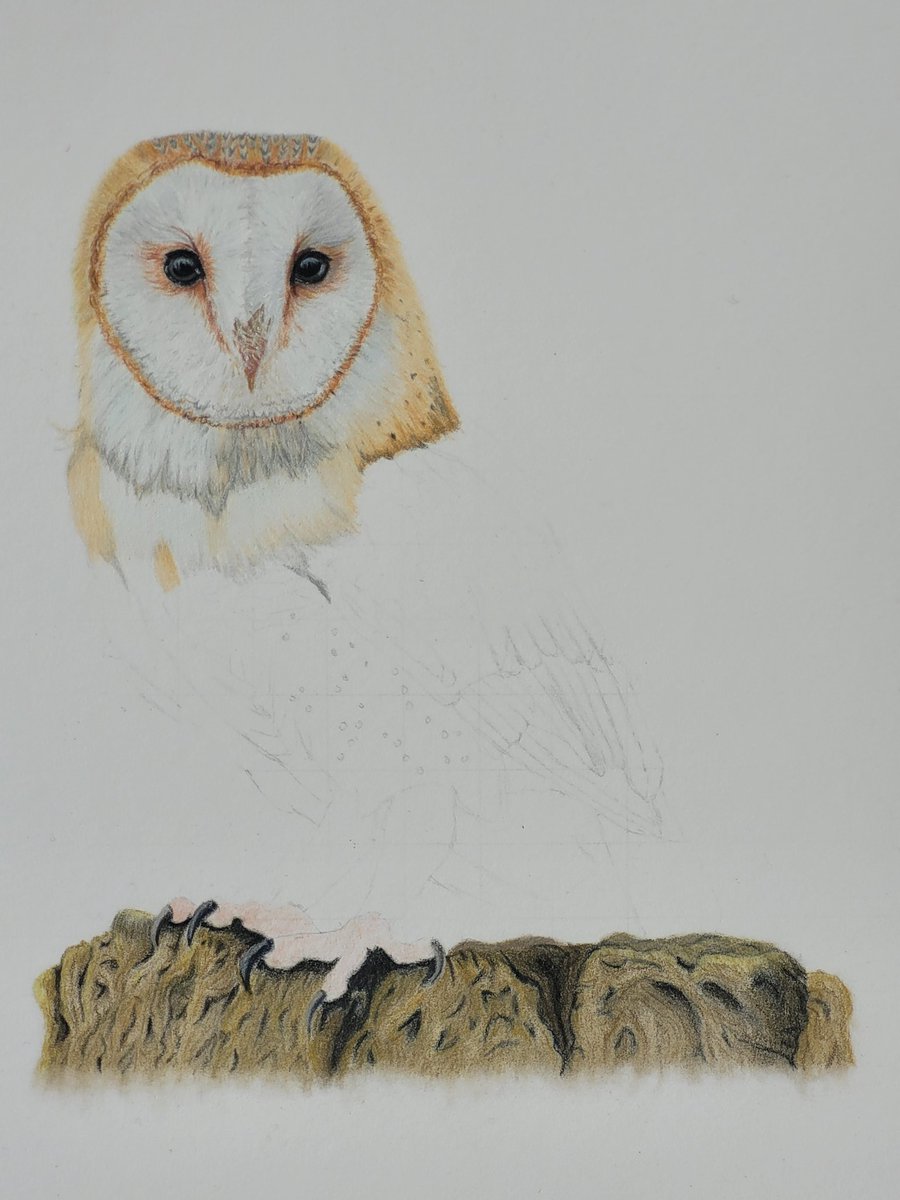 I'm enjoying spending time really studying the plumage and shapes of a barn owl. Not many people get to do that and call it work!

#barnowl #barnowlart #barnowlsofinstagram #barnowltrust #barnowlpainting #owl #owlart #owllover #owlobsession #owls #owlsofinstagram #owlsoftheday