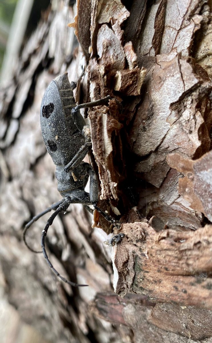 An action packed day again on our Greece Macro photography tour! Phone snaps of a couple of the many wonderful creatures found.