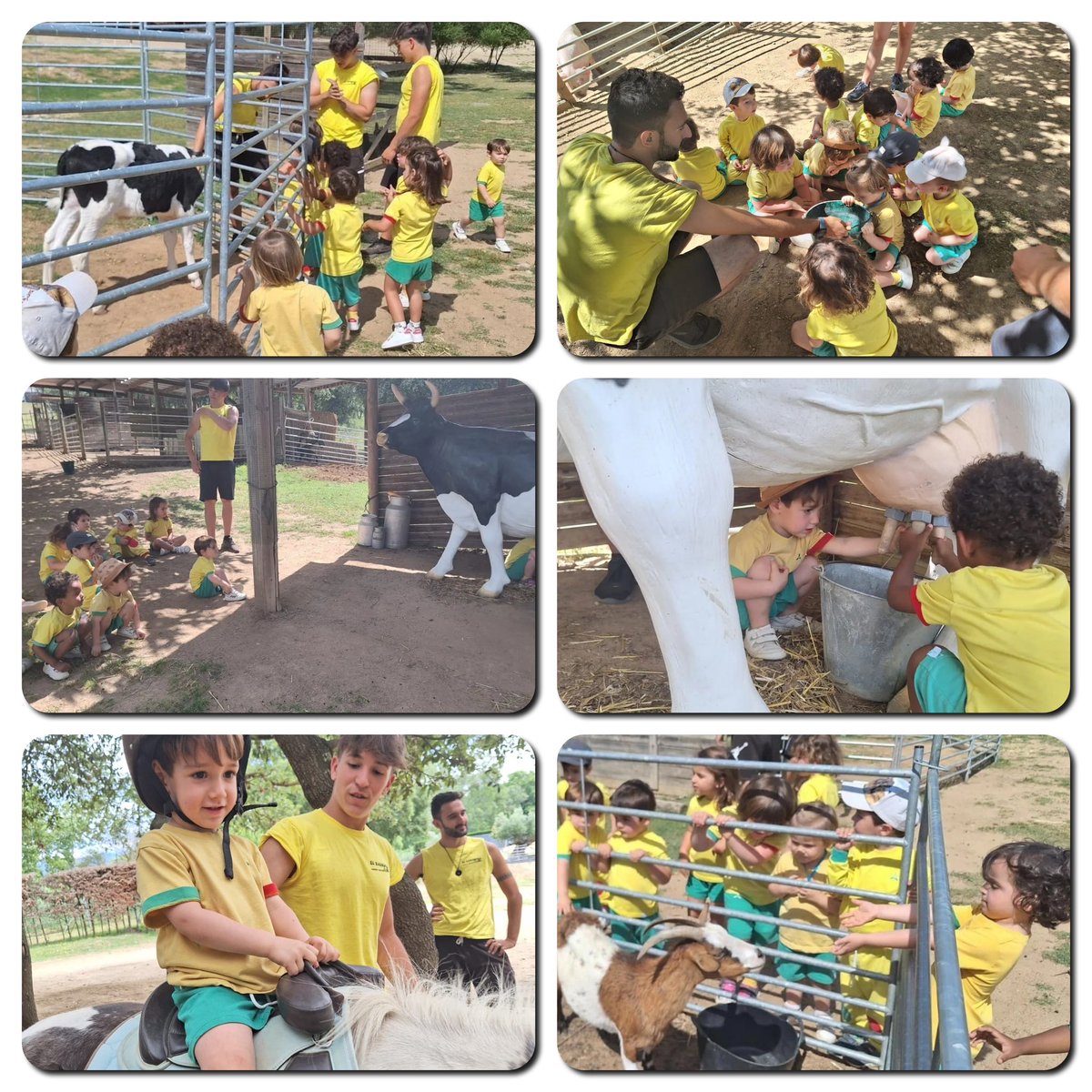 colemontse's tweet photo. Vaques, cabres, gallines i ponis! Els nens i nenes del #Fly s'han calçat les botes de granger i s'han convertit en autèntics experts del món rural! Experiències que fan créixer amb #SegellColeMontse
#Infantil1 #Infantil2 https://t.co/l27DqO7ApJ