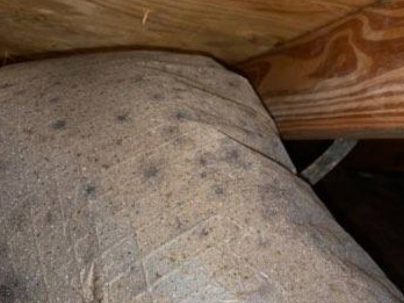 callcleanpro's tweet image. HVAC Mold Removal 01  #cleanpro #cleanprorestoration