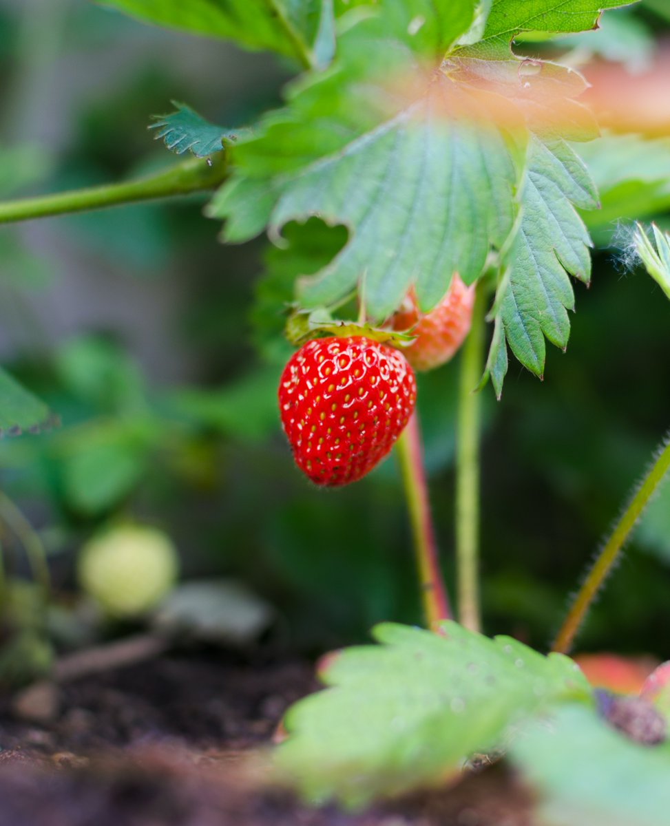 It's strawberry season!! We love nature's candy! Enjoy fresh sun ripened local BC strawberries on our breakfast, brunch and dinner dessert menus. 🍓