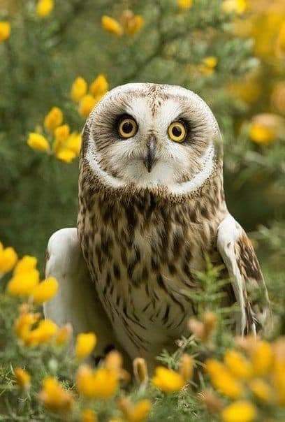 If You Love Owl Tap❤️ & Drop Your Comment!
.
.
.
#owl #owls #TwitterNatureCommunity #TwitterNaturePhotography #BirdsOfTwitter