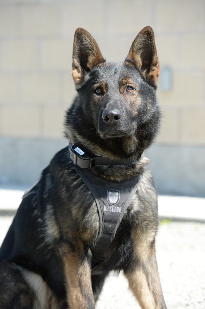 VPDCanine's tweet photo. Rest easy retired PSD Scout 🌈 Scout passed recently and peacefully with his family around him. Scout served Vancouver valiantly from 2012-2019 and enjoyed a spoiled retirement until he was almost 13 years old. You will be missed K9 hero 🐕 https://t.co/75qNrGVHBm