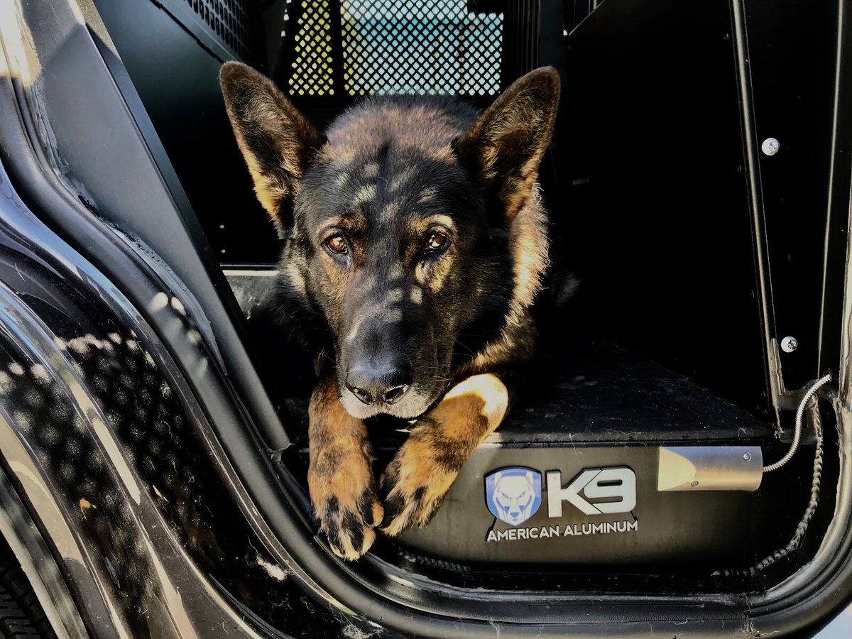 VPDCanine's tweet photo. Rest easy retired PSD Scout 🌈 Scout passed recently and peacefully with his family around him. Scout served Vancouver valiantly from 2012-2019 and enjoyed a spoiled retirement until he was almost 13 years old. You will be missed K9 hero 🐕 https://t.co/75qNrGVHBm
