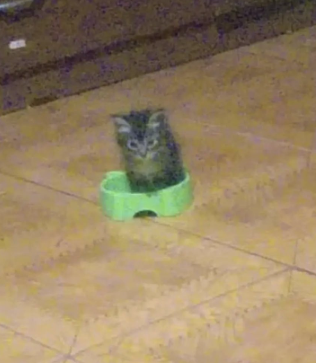 Catwheezie's Stash (@realcattohours) on Twitter photo 