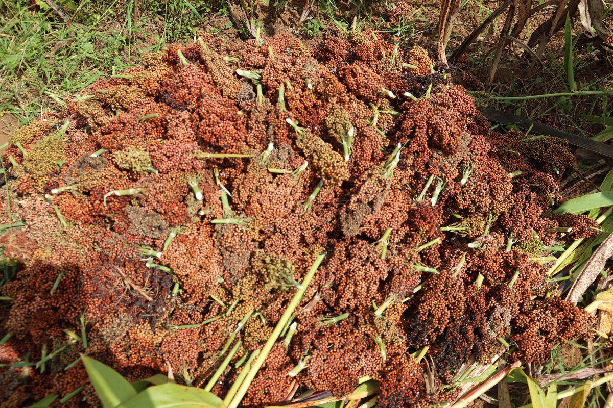 Agriculture is one of the measures that helps us in school feeding program. We are grateful for sorghum harvest that will help us feed porridge to the kids we serve.

#schoolfeeding
#agriculture