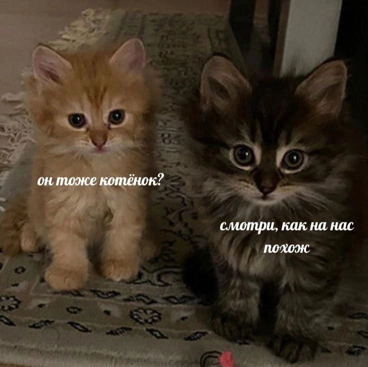 RussianMemesLtd's tweet photo. Is he a kitten too?

look he looks like us https://t.co/9aLFfzF4hN