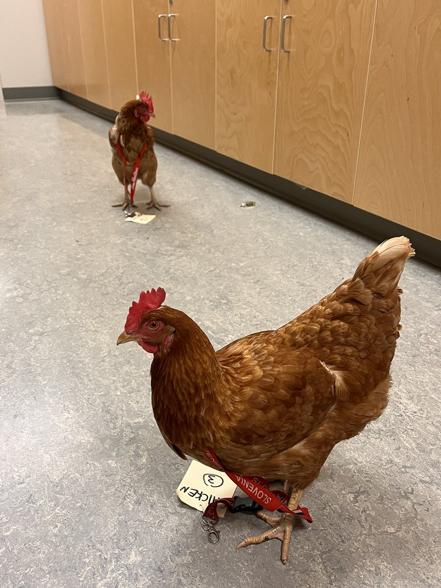 RevelstokeSec's tweet photo. Chickens in the photocopy room and camping in the parking lot!! Thanks for the interesting morning Grads! https://t.co/9CbWtUcXoJ