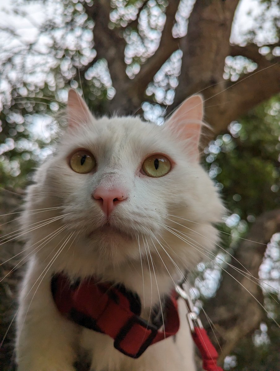 SantaMeowMeow's tweet photo. Hello, I am Santa https://t.co/FR9gePr4bc