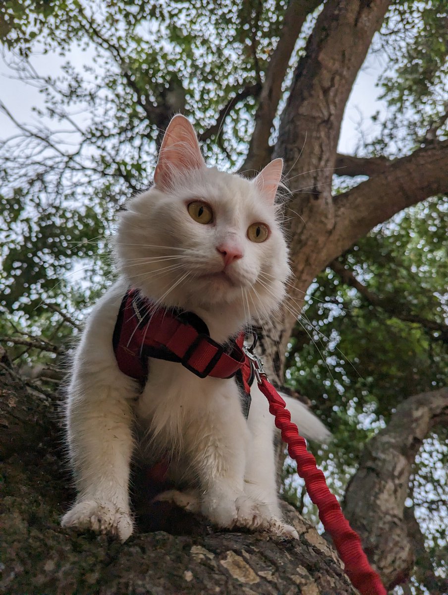 SantaMeowMeow's tweet photo. Hello, I am Santa https://t.co/FR9gePr4bc