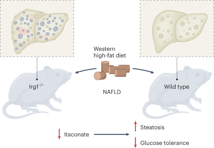 NatMetabolism's tweet photo. Online now! Itaconate trims the fat https://t.co/3I3UCPsaYv https://t.co/bIbht5D6Ta