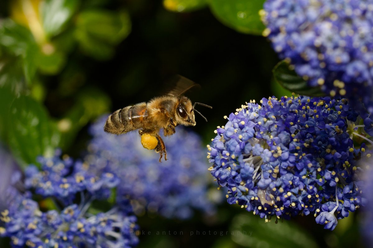 M1ke_A's tweet photo. This year's attempt to capture 🐝🐝🐝making the most of our flowering Lilac bush.
#Macro #Bees #Lilac #Pollen #HighSpeedFlash @CanonUKandIE @Flickr
https://t.co/J3HL1MQUUw https://t.co/eMza96dTZv
