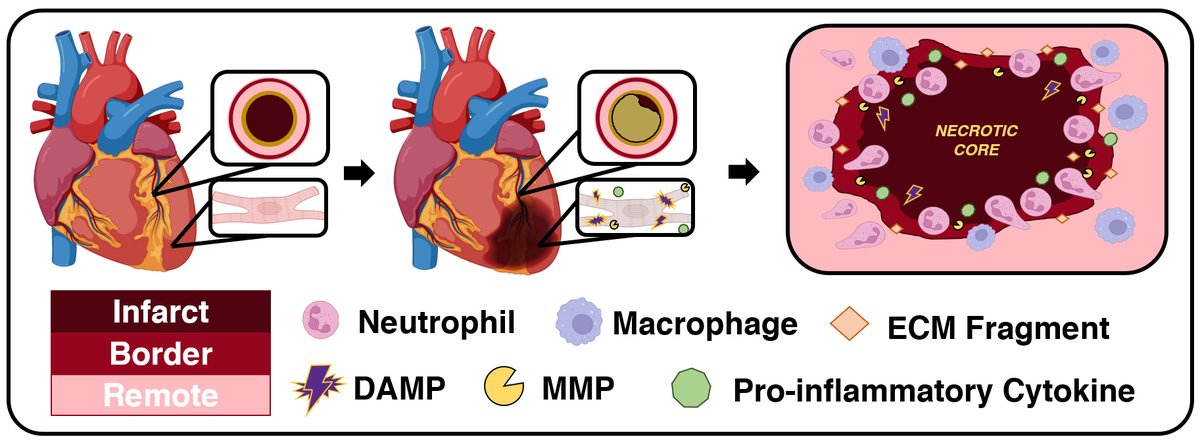 Our new review article 'Don’t go breakin’ my heart: cardioprotective alterations to the mechanical and structural properties of reperfused myocardium during post-infarction inflammation' has been published by Biophysical Reviews! Check it out at: rdcu.be/deeKK.