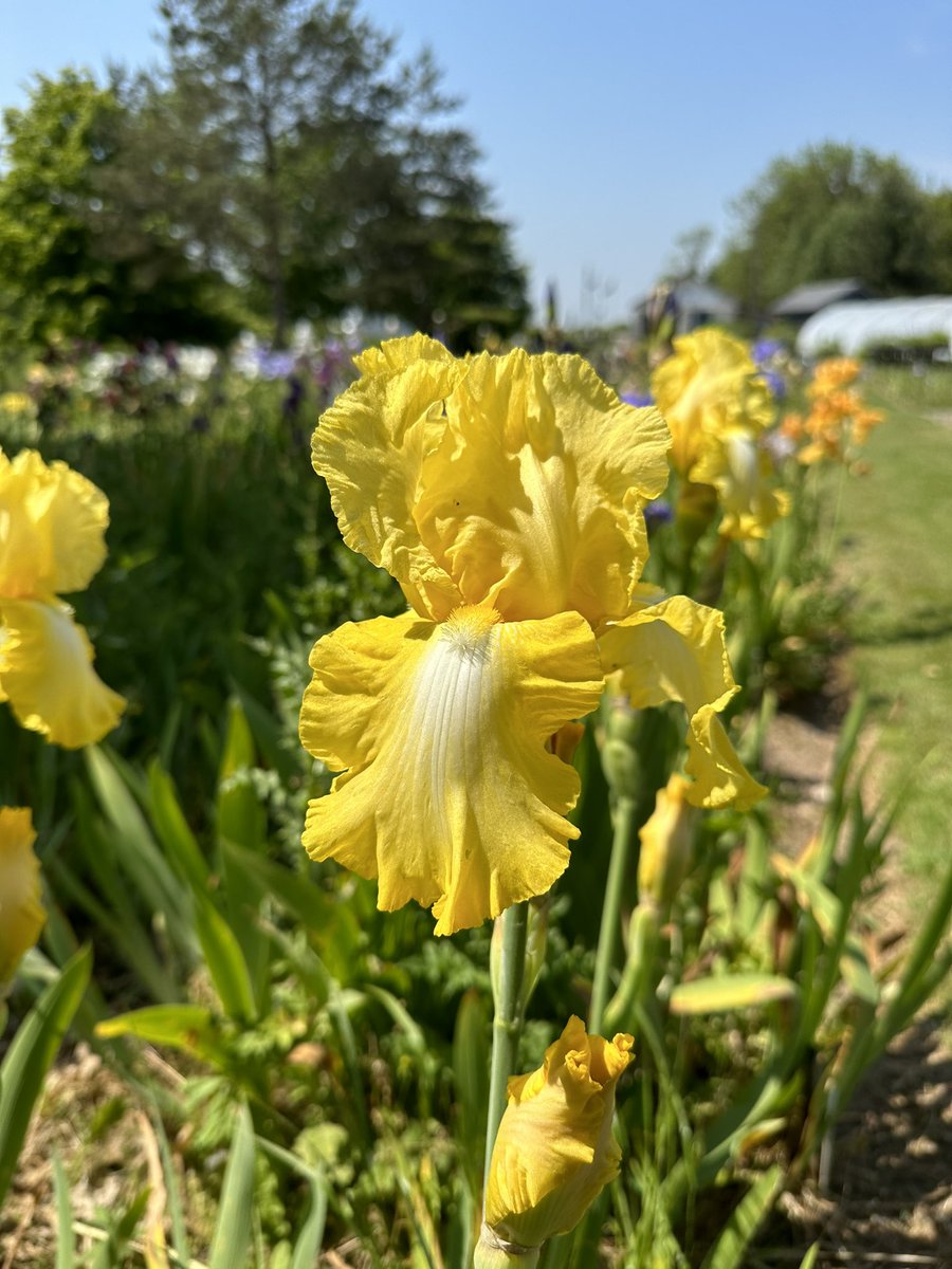 TB Iris ‘Lemon Brocade’ it’s first blooms out today, what an odd season it is! #tallbeardediris #lemonbrocade #latestart #lemon #brocade #irises #yellowflowers #irislove #seagatenurseries