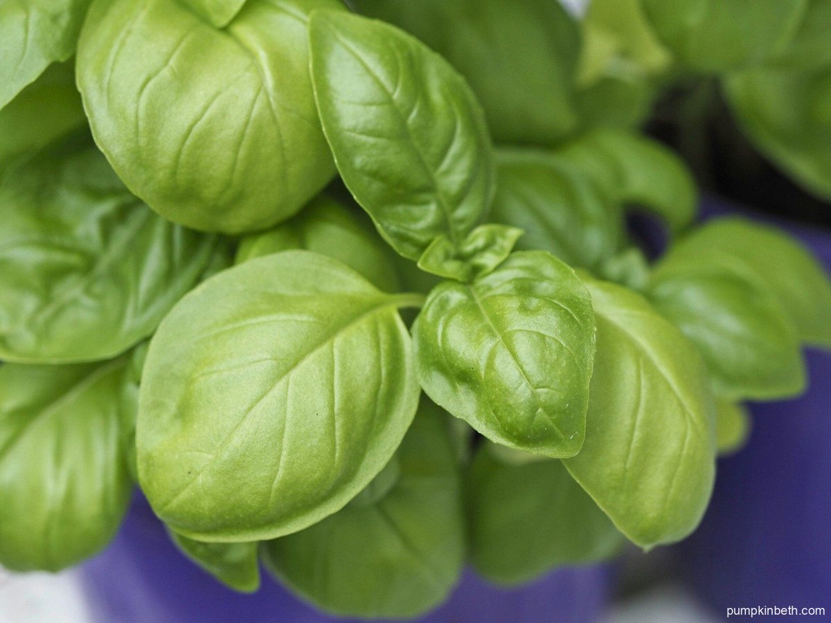 pumpkin_beth's tweet photo. I love adding basil to everything!
A couple of fresh #basil leaves makes a #sandwich taste divine!
This article is about growing deliciously flavoured #basils + what to look out for in your #garden or #allotment in #June - here's a link:
https://t.co/rTlDTlwq8D
#Gardening #Food https://t.co/t6VbzCCwXE