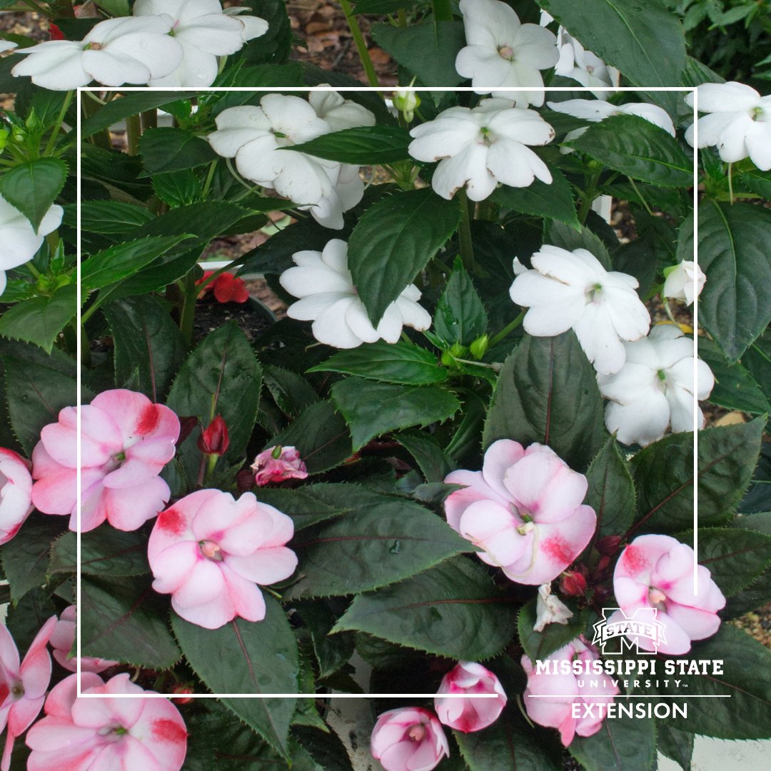 SunPatiens don’t just tolerate full sun and high temperatures; they thrive in it!!

🌸They come in three sizes: compact, spreading and vigorous. Learn more from the latest SG column: ow.ly/ZUpn50OMe0n #GrowWithExtension #MSUext