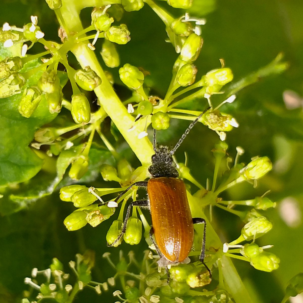 Desde que usamos confusion sexual en vez de insecticidas para controlar la polilla de racimo hay mas insectos en las viñas. Algunas especies son beneficiosas, otras no, pero gracias al apoyo de aves insectivoras y de murcielagos mantenemos un equilibrio adecuado en el ecosistema