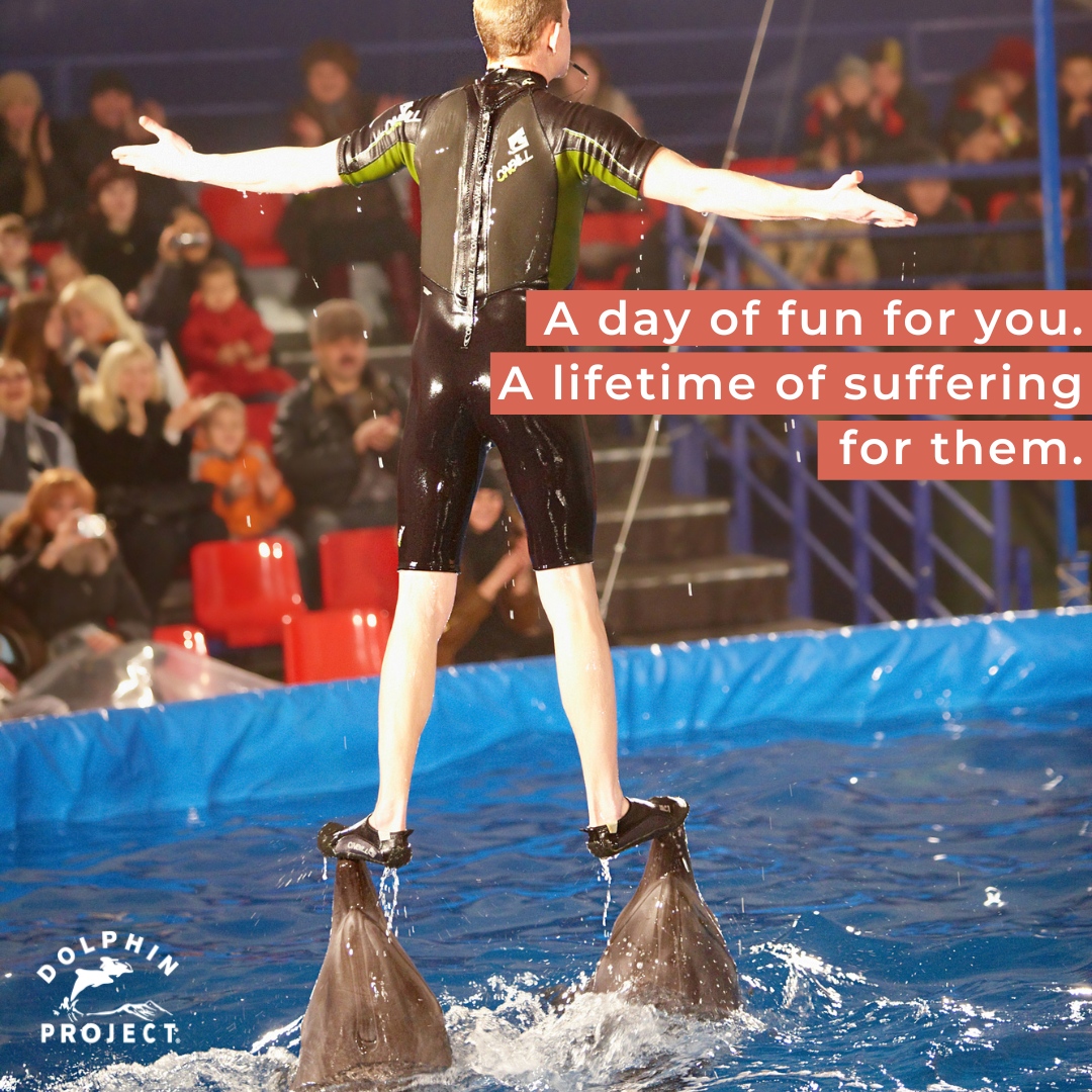 Dolphin_Project's tweet photo. Is it really worth our entertainment? Absolutely not! Be a #DolphinDefender and speak up for captive dolphins around the world at https://t.co/ft1bfJQiTZ 🐬
#DolphinProject https://t.co/bDWzirjHTO