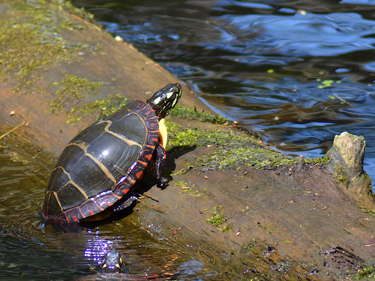 RobDGosselin's tweet photo. Painted turtle.
#photooftheday
#wildlifephotography
#writingcommu https://t.co/lMCNw8YaZh