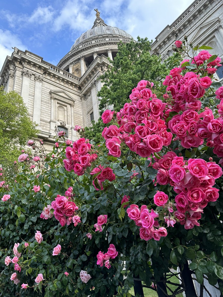 nmathari's tweet image. London’s June roses