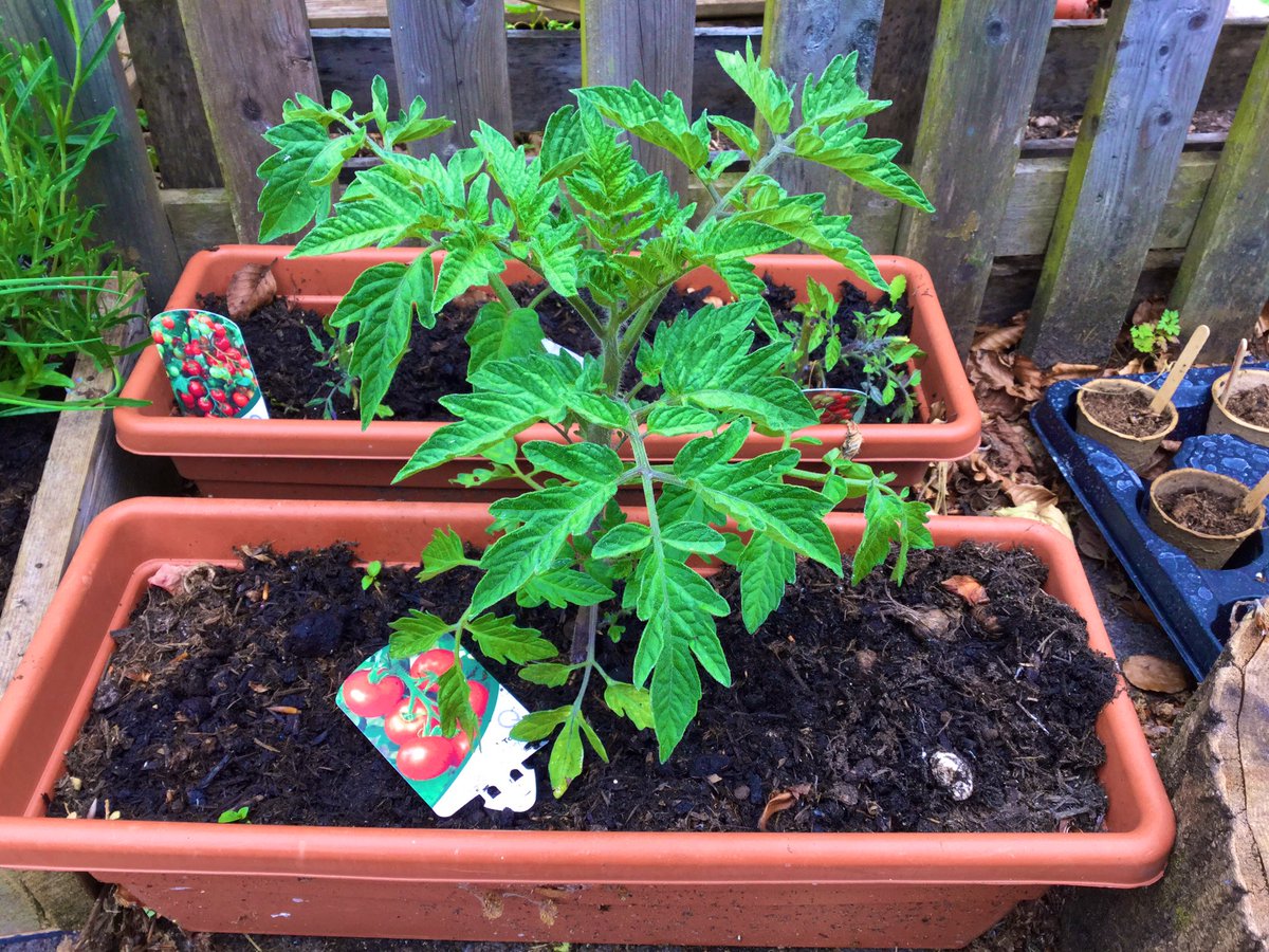 MonktonKG's tweet photo. Some children really have green fingers in #MonktonKindergarten 😊🌱 Look at some of our plants that have been growing and flourishing in our garden. One day we will also be able to taste some of the vegetables that are growing. 🍓 🥔 🍅 😋 #MonktonOutdoors #MonktonCoCur https://t.co/9Amni0TOdB
