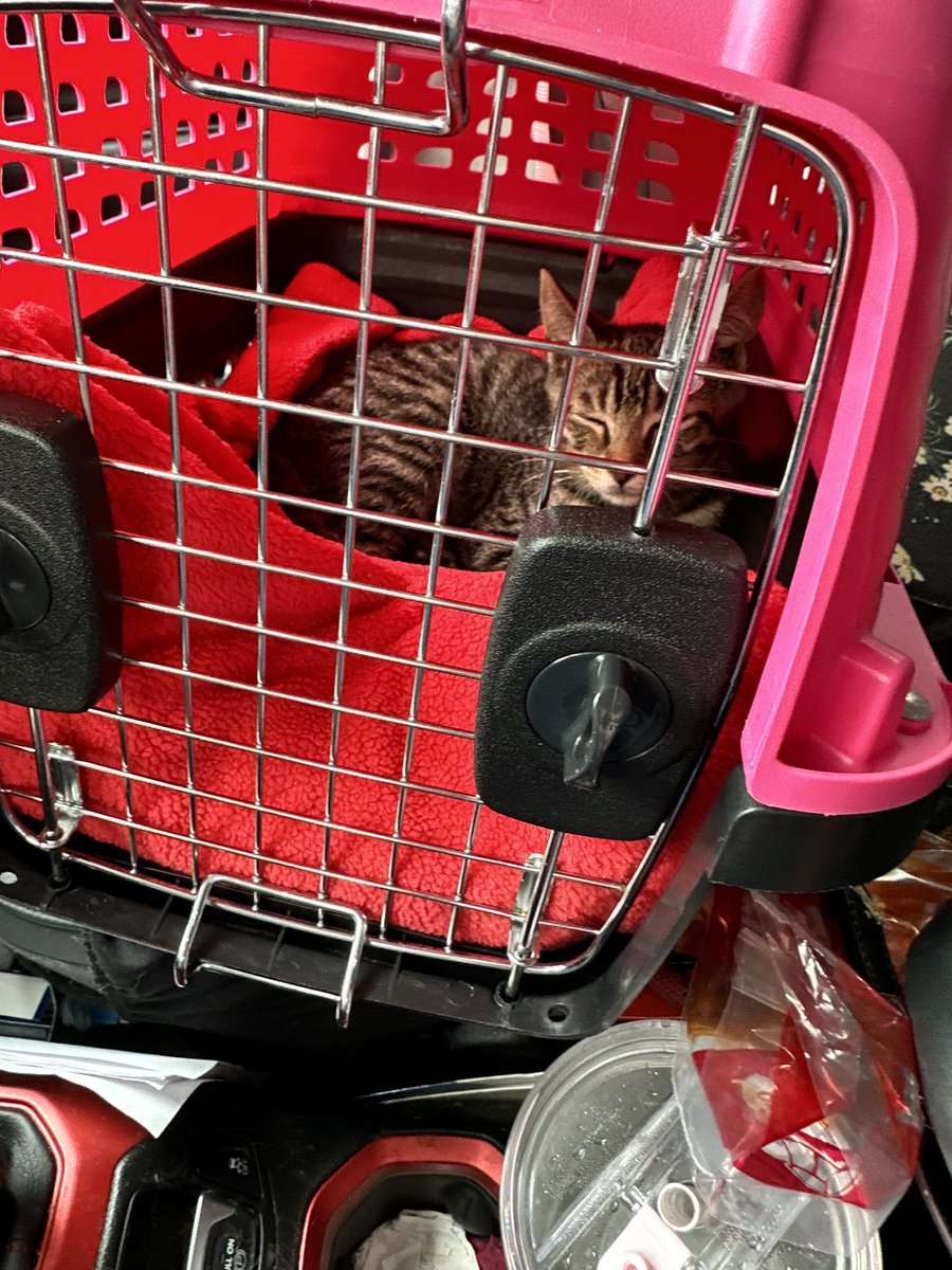 Talia Dawnfeather tweet media