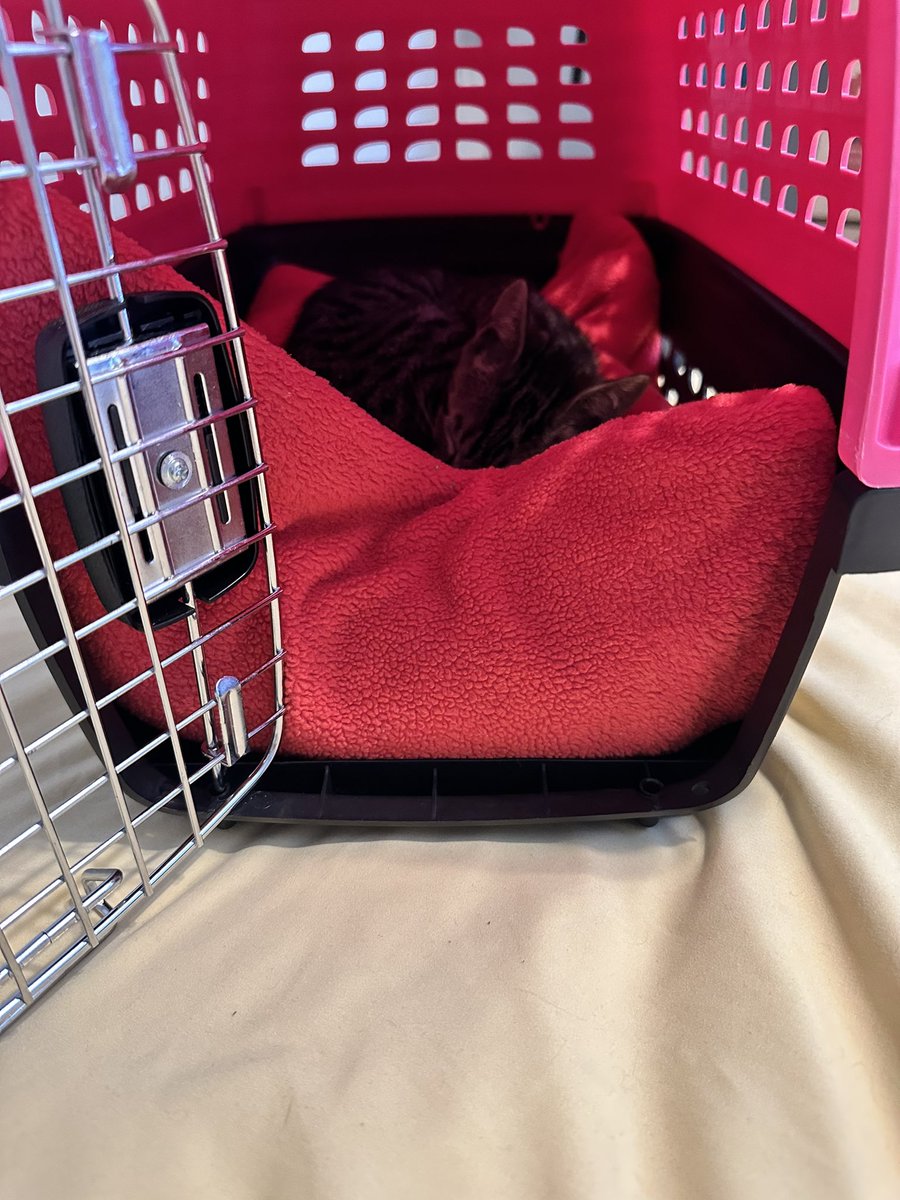 Talia Dawnfeather tweet media