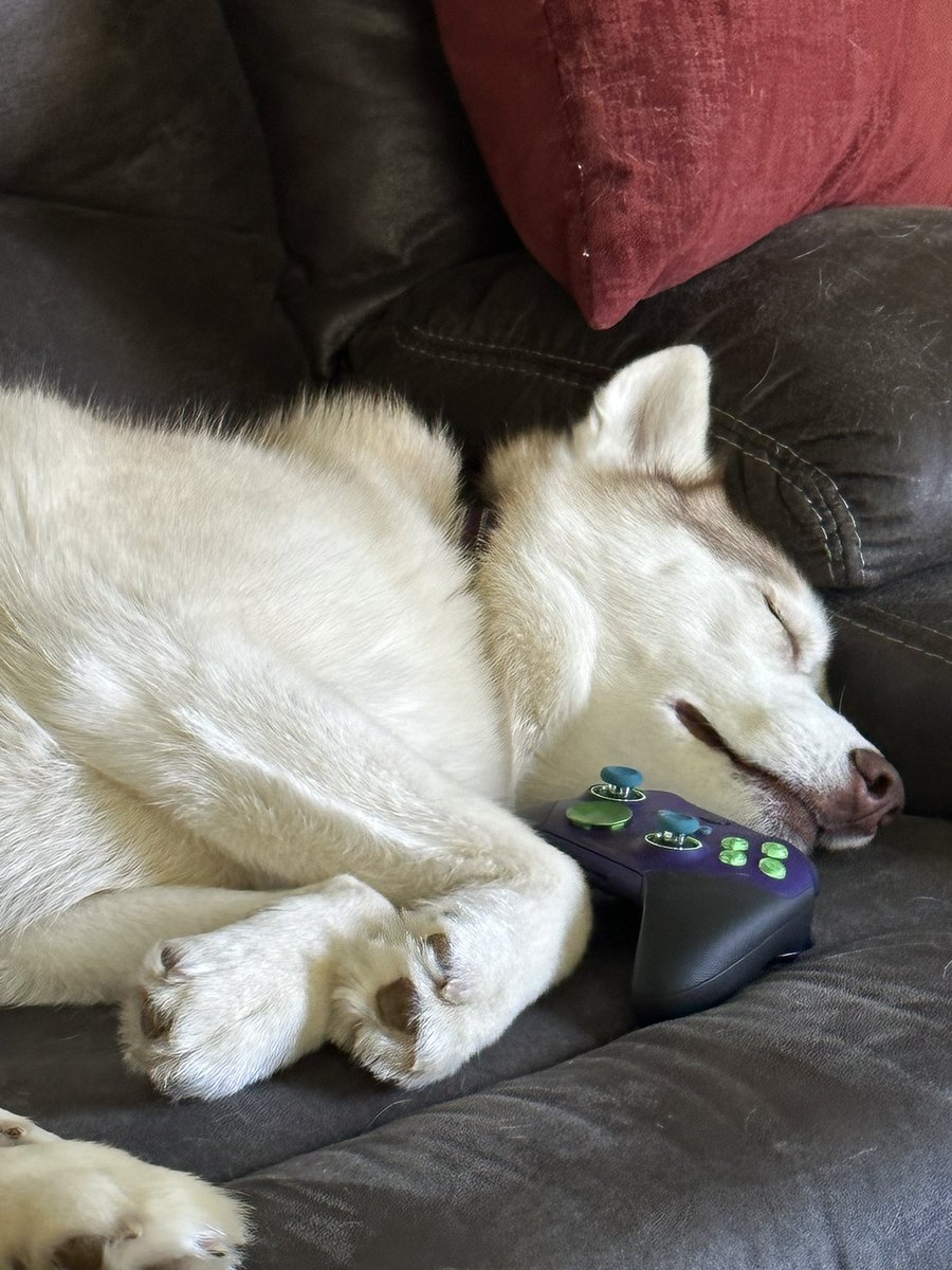 NickelLynx's tweet image. Nova having a sleepy Monday after a weekend of gaming 💚💚🎮🎮🐾🐾 #Xbox #husky #XboxDesignLabs #EliteController