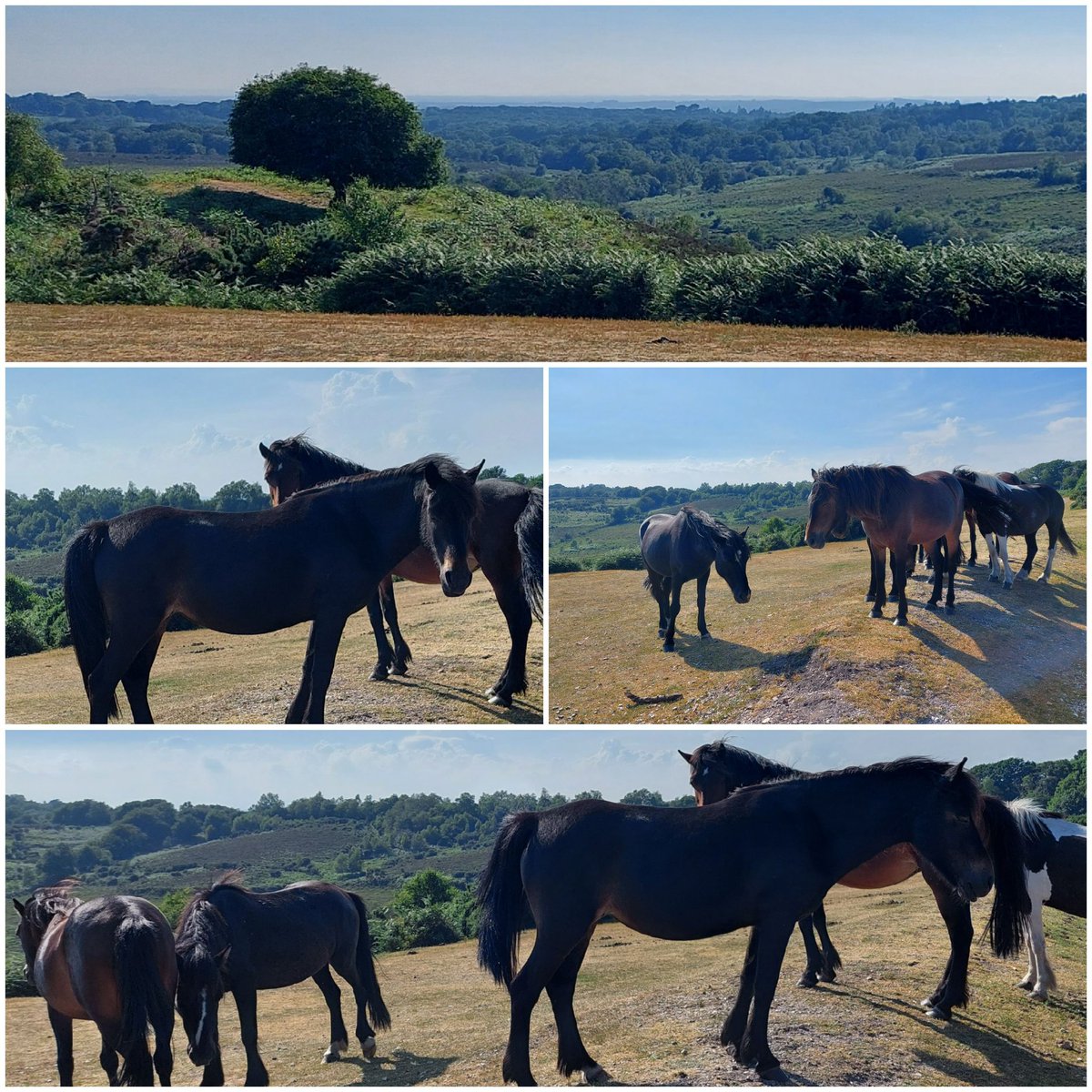 #GoodNightTwitterWorld Hope u all had a lovely day!!!! After work today I went and had a walk with my daughter in the forest and saw these gorgeous horses. 😍 ♥️ 

#Horses #landscapephotography #landscapelovers #landscapes #NaturalBeauty #forests