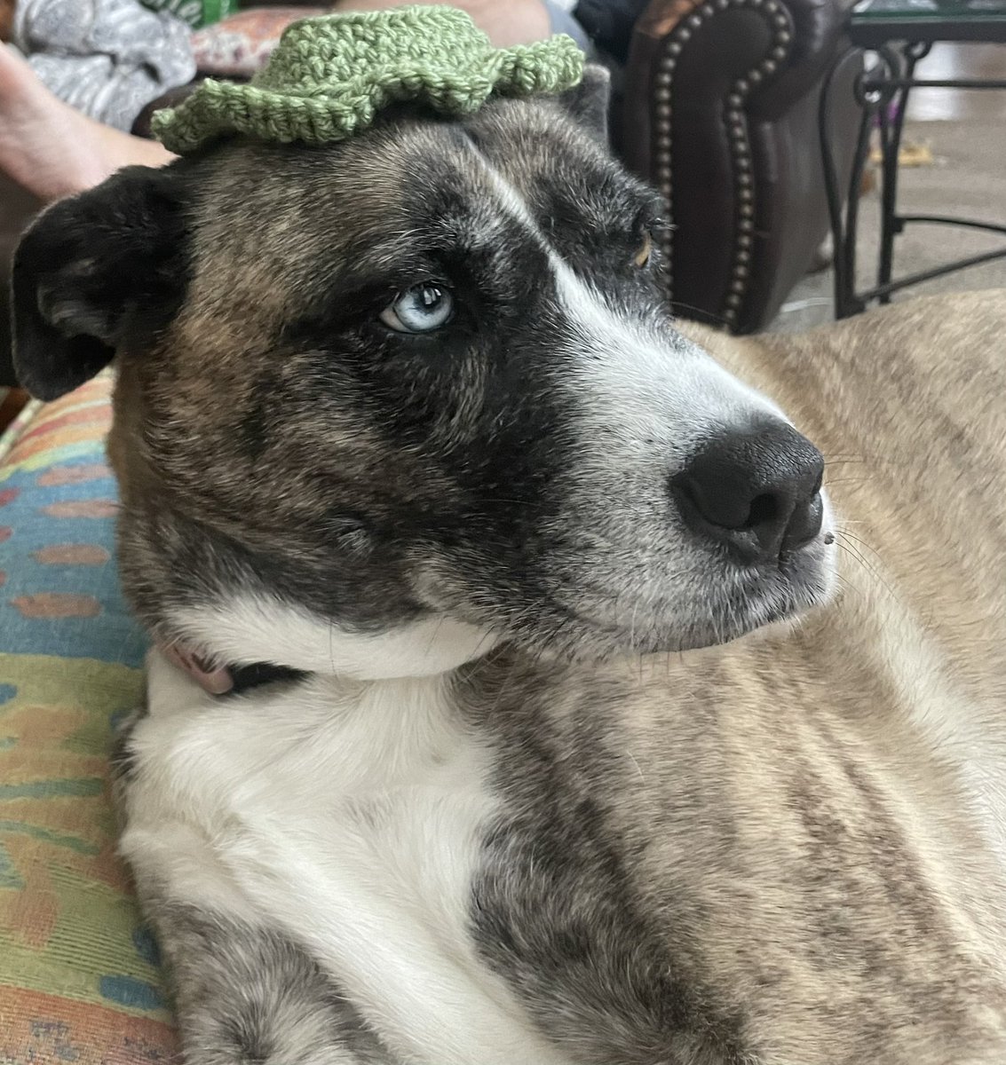 bella0426_'s tweet photo. @theywithnoname_ my dogs and a frog 4 u :) https://t.co/OQtQHSMLvh