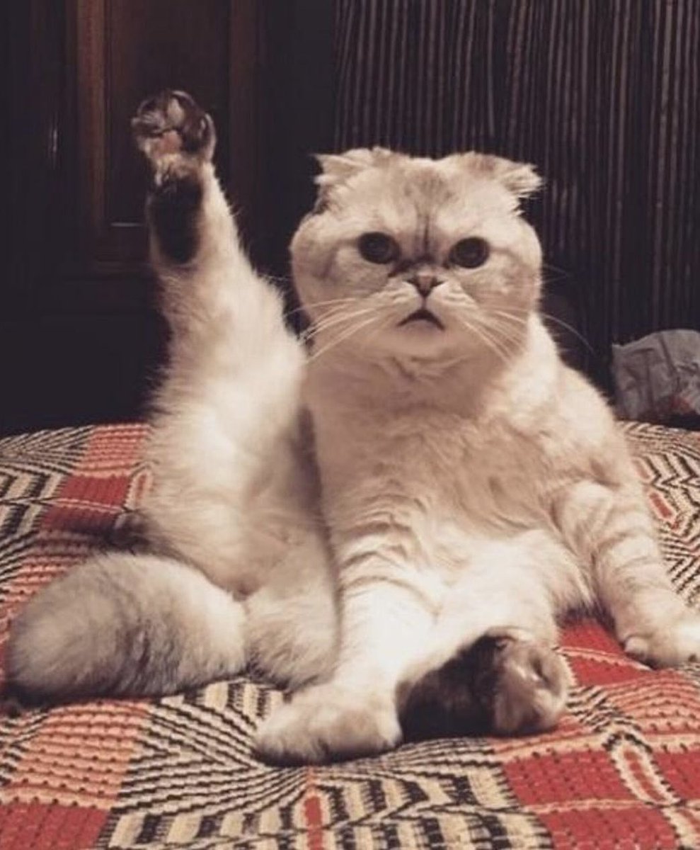 Dopeyfan72's tweet image. Hey #Dibbles you have some competition!!! #Maple wants to know if she’s doing it right?! #MapleM’Lynn #OliviaBenson #taylorswift #taylornation @taylorswift13 @taylornation13