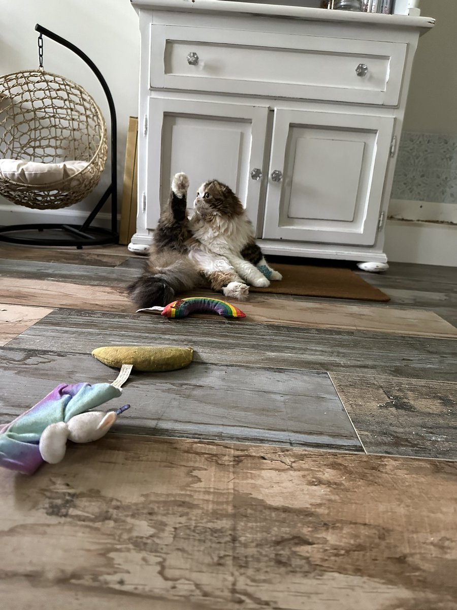 Dopeyfan72's tweet image. Hey #Dibbles you have some competition!!! #Maple wants to know if she’s doing it right?! #MapleM’Lynn #OliviaBenson #taylorswift #taylornation @taylorswift13 @taylornation13