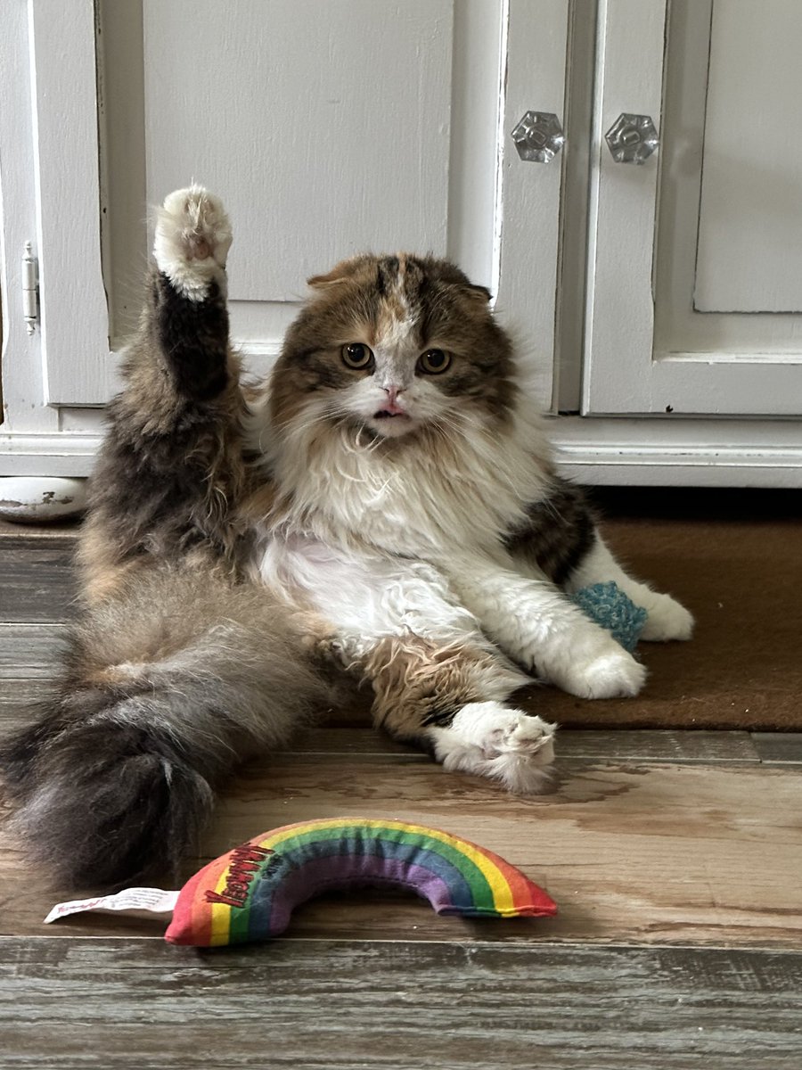 Dopeyfan72's tweet image. Hey #Dibbles you have some competition!!! #Maple wants to know if she’s doing it right?! #MapleM’Lynn #OliviaBenson #taylorswift #taylornation @taylorswift13 @taylornation13