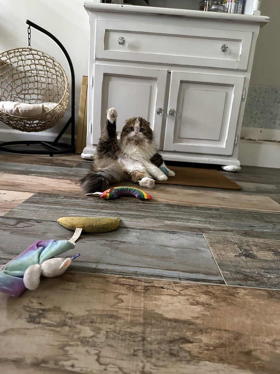 Dopeyfan72's tweet image. Hey #Dibbles you have some competition!!! #Maple wants to know if she’s doing it right?! #MapleM’Lynn #OliviaBenson #taylorswift #taylornation @taylorswift13 @taylornation13