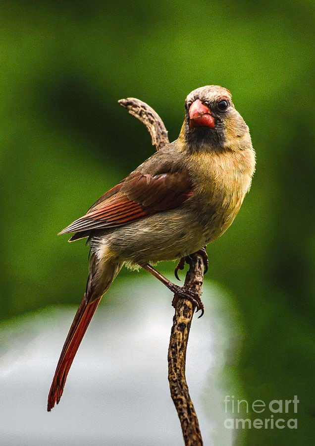ampomata's tweet photo. "Female Northern Cardinals Brief Visit". Check out this masterful photo by Cindy Treger here: https://t.co/WjRzE99SEu
#photo #birds #nature #wildlife #insects #fruit #northerncardinal #cardinalis #blackmask #redbird #seeds #feeder #pa #eastberlin #lakemeade https://t.co/cc3wB2BGdk