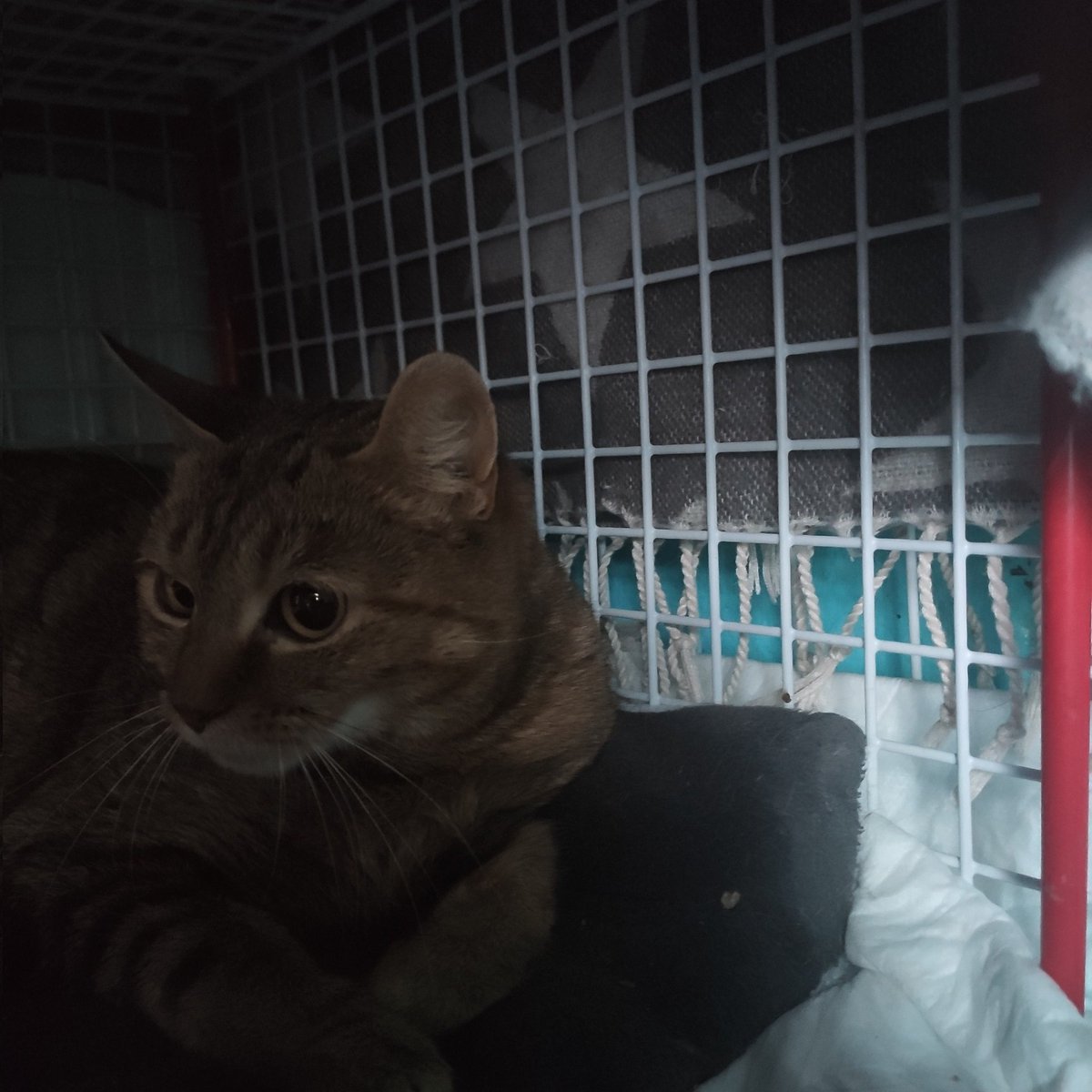 BoubaCie's tweet photo. Stella , la 2ième #chatteerrante de la #RuedePatay #Paris13 poursuit sa convalescence suite sté/avortement
Elle sera relâchée #chatlibre à l'issue https://t.co/T7cbcFgK5H