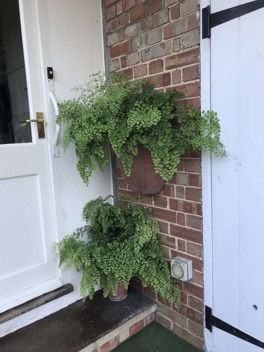 Bearing in mind these have been out since last September and come through that horrendous winter it was just an experiment…. It worked they look amazing….