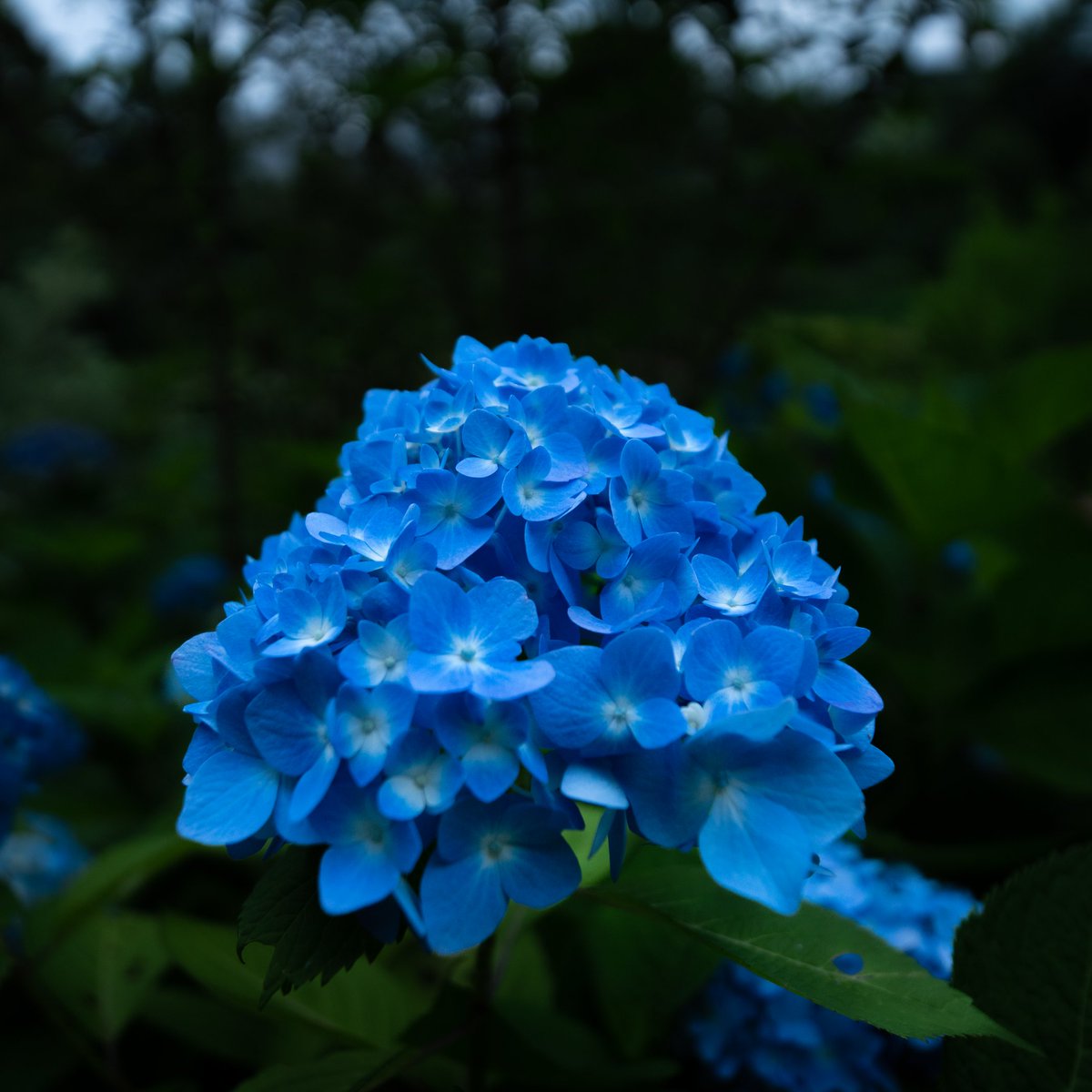PALVOPHOTO's tweet photo. 紫陽花は本当に見てて飽きない https://t.co/30UhPbJLzs