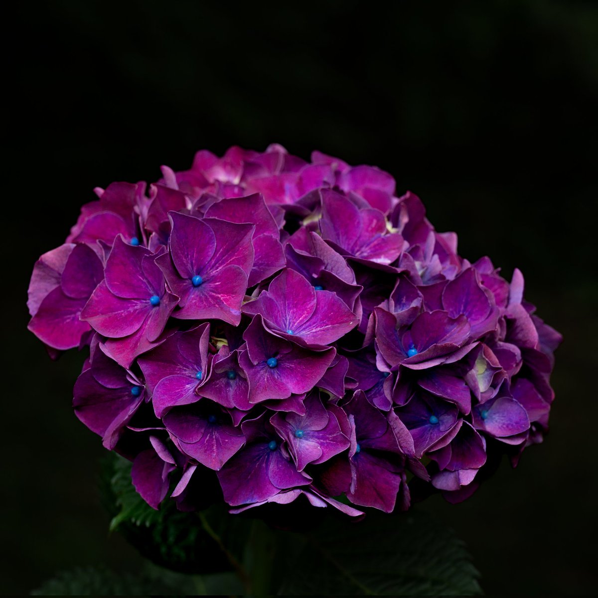 PALVOPHOTO's tweet photo. 紫陽花は本当に見てて飽きない https://t.co/30UhPbJLzs