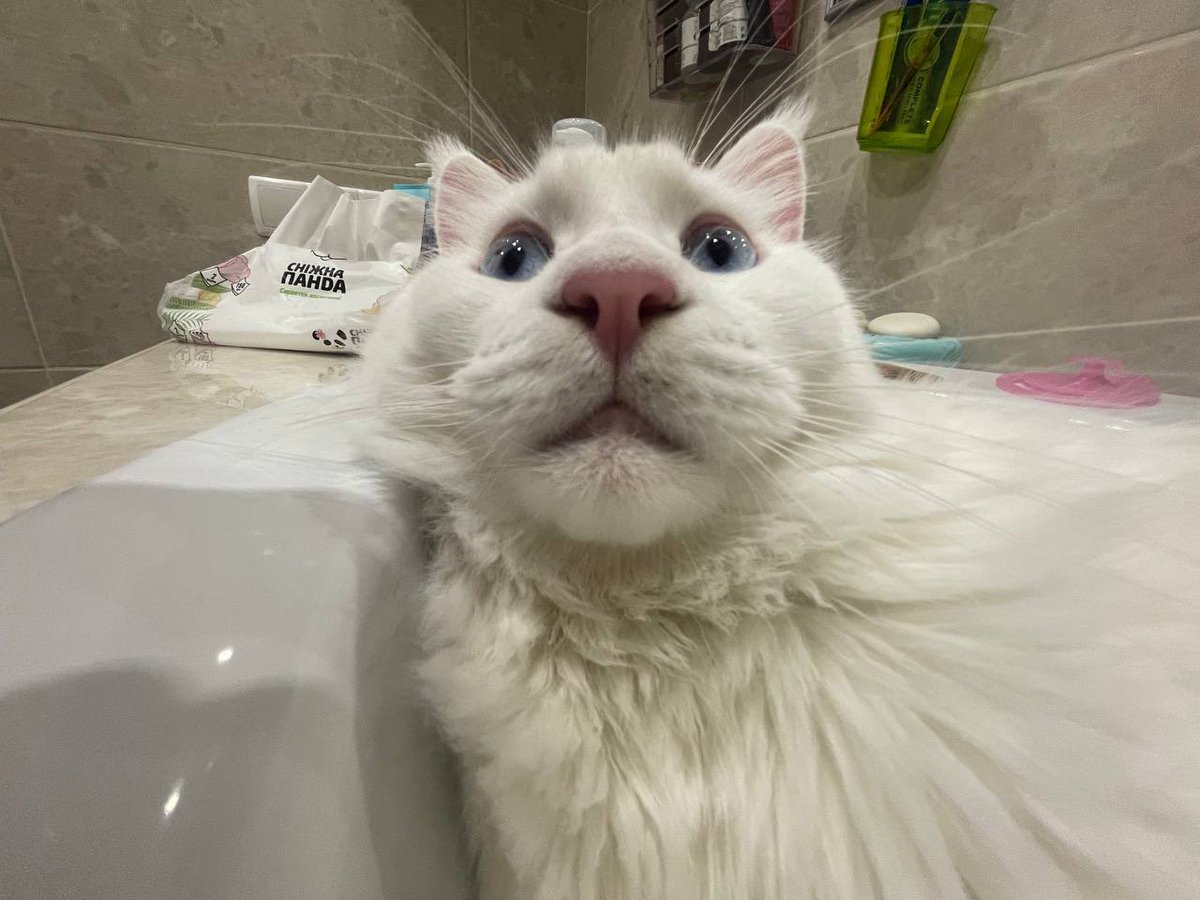 NavigatorDFN's tweet photo. I posted my cat on @DSCVR1 and got $25 in bitcoin 🔥
Reddit meanwhile👇 https://t.co/TLN1XCFjhJ