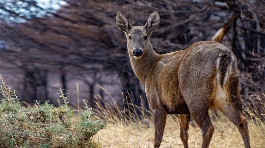 Con ustedes la #fotodelmes
Huemul (Hippocamelus bisulcus) en El Chaltén, Santa Cruz.

Acompaña la columna del AMEN que ya salió!!! Léela en asaeargentina.com.ar/AMEN

📷 Cortesía de Pablo Carnevale, que está con sus bellísimas imágenes por Ig como @pcarn_
