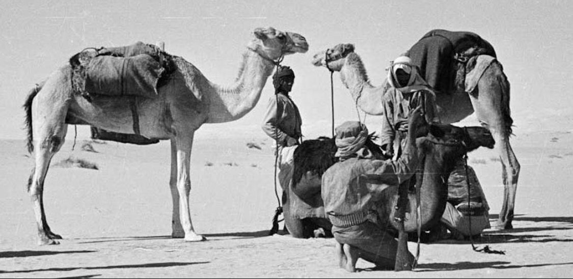 albyan_qh's tweet photo. الخوي عند #قحطان 🚨
من القصص المشهورة في الخوي عند قحطان قصة محمد في خويه ،كان محمد بن محسن آل سلطان مع خوي له يامي وفي الطريق قابلوا مجموعة من قرابته بما فيهم خال محمد فقالوا له من الرجال يامحمد ؟ فقال خوي لي اجنبي وكانوا يطلبونه و يريدون قتله 🚨 https://t.co/eBzhKFDXBu