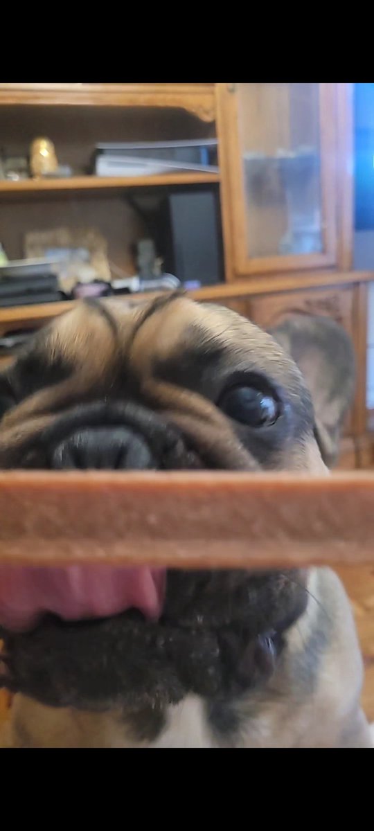 aamaiiahg_'s tweet photo. bulldog agresivo https://t.co/SYw2aqT4Bp