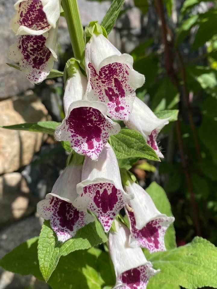 tinykarin's tweet image. Ready for bee bums 
#foxglove #gardening #flowers #macro