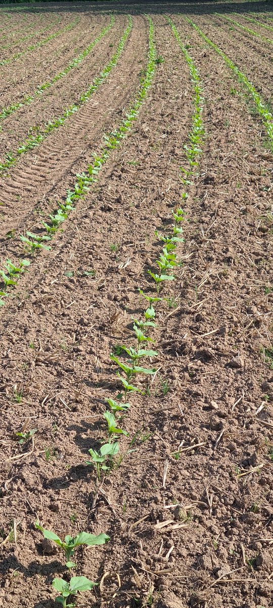Du tournesol dans les Côtes d'armor, c'est pas courant !!

youtube.com/watch?v=mVVkcH…