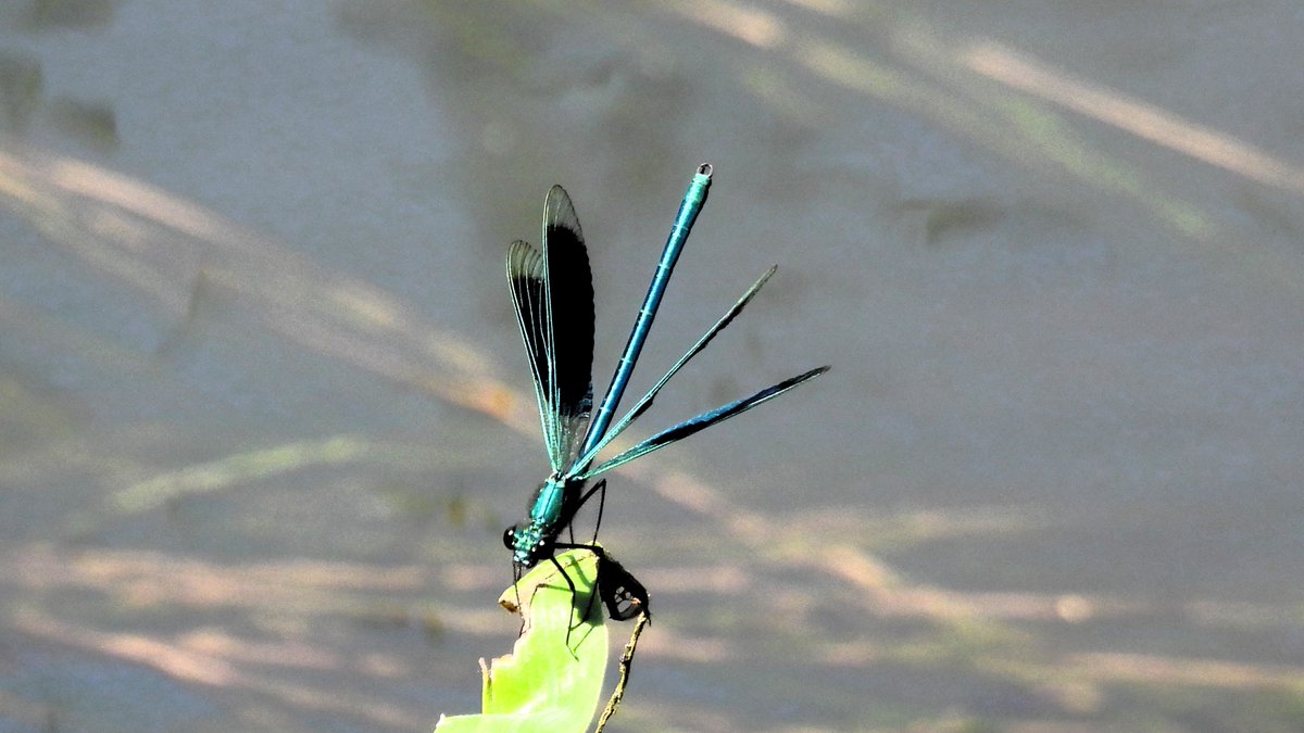 inja5248's tweet photo. er was 'n explosie van de #weidebeekjuffer in vennen , poelen en #Neerbeek in natuurgebied Hanssum Neer
ze vliegen sierlijk over het water💚
@vlinderNL
@VroegeVogels
@NatureTodayNL
@Roots_NL https://t.co/M0JaLbPUSx